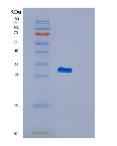 SDS-PAGE analysis of Human GSTM4 (Glutathione S-Transferase Mu 4) - Recombinant Protein, CATHuman GSTM4 (Glutathione S-Transferase Mu 4) - Recombinant Protein