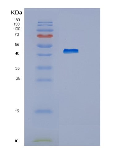 SDS-PAGE analysis of Human HEXIM1 - Recombinant Protein, CATHuman HEXIM1 - Recombinant Protein