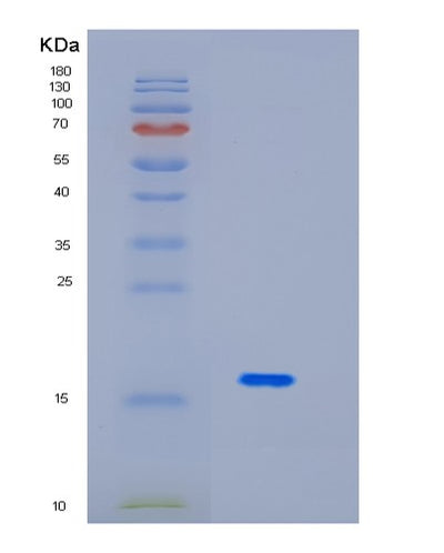 SDS-PAGE analysis of Human ID2 (Dna-Binding Protein Inhibitor Id-2) - Recombinant Protein, CAT# BLT-01467P, showing >90% purity under 15% SDS-PAGE (Reduced)Human ID2 (Dna-Binding Protein Inhibitor Id-2) - Recombinant Protein