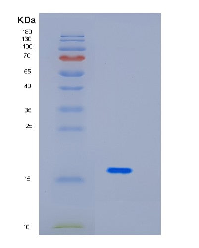 SDS-PAGE analysis of Human ID2 (Dna-Binding Protein Inhibitor Id-2) - Recombinant Protein, CATHuman ID2 (Dna-Binding Protein Inhibitor Id-2) - Recombinant Protein