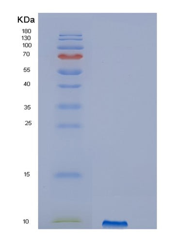 SDS-PAGE analysis of Human IGF2 (Insulin-Like Growth Factor 2) - Recombinant Protein, CAT# BLT-01490P, showing >85% purity under 15% SDS-PAGE (Reduced)Human IGF2 (Insulin-Like Growth Factor 2) - Recombinant Protein