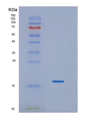 SDS-PAGE analysis of Human IL1B (Interleukin-1 Beta) - Recombinant Protein, CAT# BLT-01504P, showing >95% purity under 15% SDS-PAGE (Reduced)Human IL1B (Interleukin-1 Beta) - Recombinant Protein