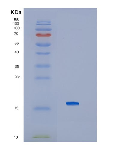 SDS-PAGE analysis of Human IL4 (Interleukin-4) - Recombinant Protein, CAT# BLT-01509P, showing >95% purity under 15% SDS-PAGE (Reduced)Human IL4 (Interleukin-4) - Recombinant Protein