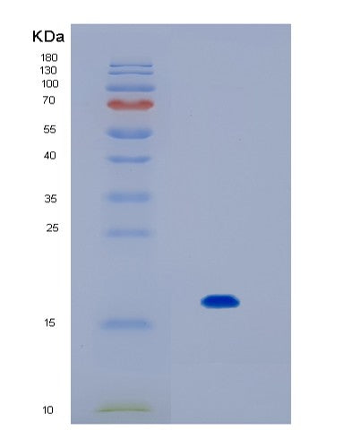 SDS-PAGE analysis of Human IL17F (Interleukin-17F) - Recombinant Protein, CATHuman IL17F (Interleukin-17F) - Recombinant Protein