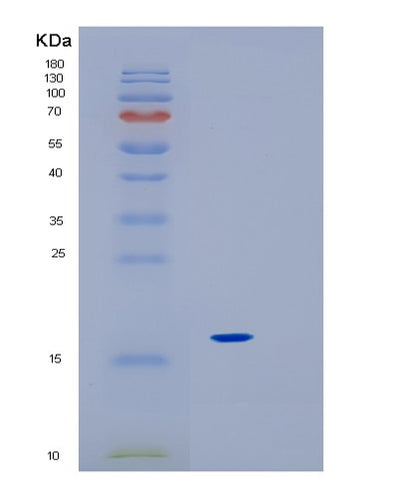 SDS-PAGE analysis of Mouse Il18 (Interleukin-18) - Recombinant Protein, CAT# BLT-01527P, showing >90% purity under 15% SDS-PAGE (Reduced)Mouse Il18 (Interleukin-18) - Recombinant Protein