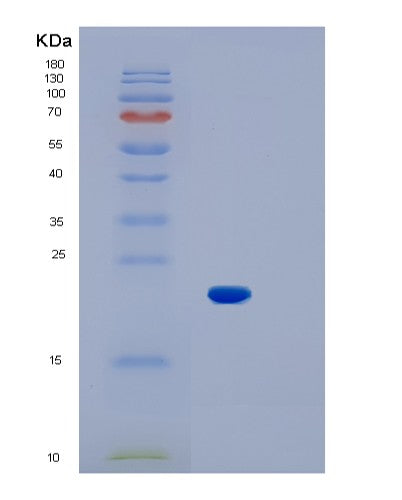 SDS-PAGE analysis of Mouse Il1b (Interleukin-1 Beta) - Recombinant Protein, CATMouse Il1b (Interleukin-1 Beta) - Recombinant Protein