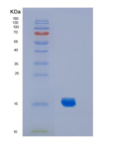 SDS-PAGE analysis of Mouse Il2 (Interleukin-2) - Recombinant Protein, CAT# BLT-01536P, showing >85% purity under 15% SDS-PAGE (Reduced)Mouse Il2 (Interleukin-2) - Recombinant Protein