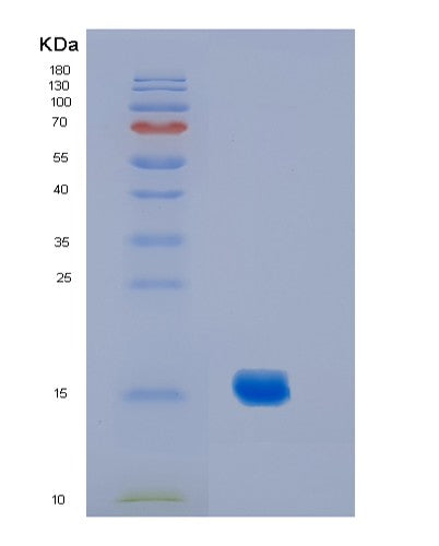 SDS-PAGE analysis of Mouse Il2 (Interleukin-2) - Recombinant Protein, CATMouse Il2 (Interleukin-2) - Recombinant Protein