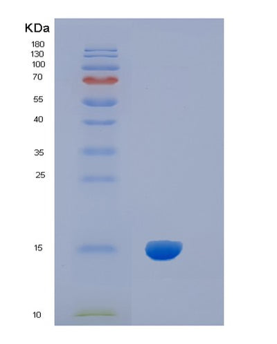 SDS-PAGE analysis of Human IL5 (Interleukin-5) - Recombinant Protein, CAT# BLT-01548P, showing >85% purity under 15% SDS-PAGE (Reduced)Human IL5 (Interleukin-5) - Recombinant Protein