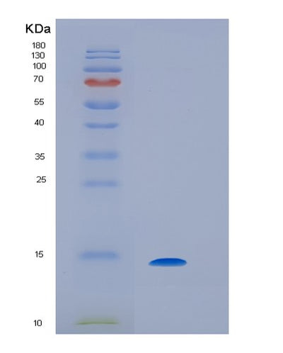 SDS-PAGE analysis of Human IL9 (Interleukin-9) - Recombinant Protein, CAT# BLT-01553P, showing >85% purity under 15% SDS-PAGE (Reduced)Human IL9 (Interleukin-9) - Recombinant Protein