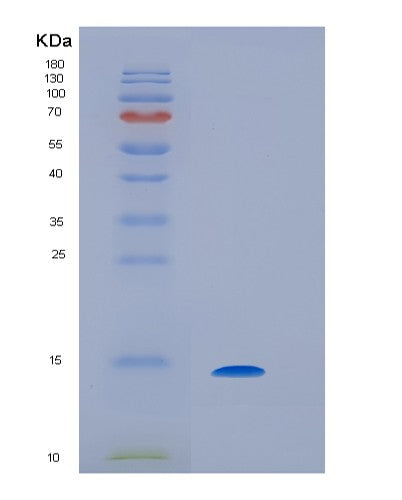 SDS-PAGE analysis of Human IL9 (Interleukin-9) - Recombinant Protein, CATHuman IL9 (Interleukin-9) - Recombinant Protein