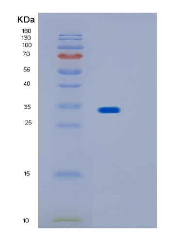 SDS-PAGE analysis of Human IMPA2 (Inositol Monophosphatase 2) - Recombinant Protein, CAT# BLT-01557P, showing >95% purity under 15% SDS-PAGE (Reduced)Human IMPA2 (Inositol Monophosphatase 2) - Recombinant Protein