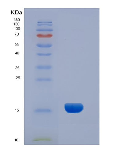 SDS-PAGE analysis of Human INHA (Inhibin Alpha Chain) - Recombinant Protein, CAT# BLT-01566P, showing >95% purity under 15% SDS-PAGE (Reduced)Human INHA (Inhibin Alpha Chain) - Recombinant Protein