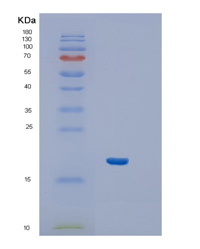 SDS-PAGE analysis of Human IFNA1 (Interferon Alpha-1/13) - Recombinant Protein, CATHuman IFNA1 (Interferon Alpha-1/13) - Recombinant Protein