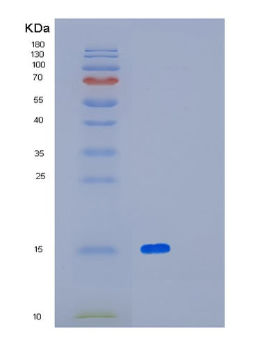 SDS-PAGE analysis of Human CD47 (Leukocyte Surface Antigen Cd47) - Recombinant Protein, CAT# BLT-01699P, showing >95% purity under 15% SDS-PAGE (Reduced)Human CD47 (Leukocyte Surface Antigen Cd47) - Recombinant Protein