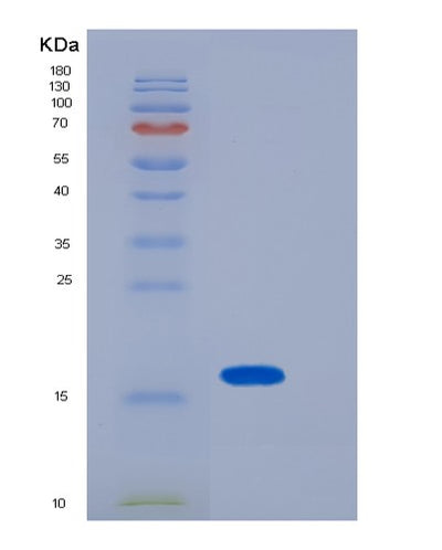 SDS-PAGE analysis of Mouse Lgals1 (Galectin-1) - Recombinant Protein, CAT# BLT-01700P, showing >90% purity under 15% SDS-PAGE (Reduced)Mouse Lgals1 (Galectin-1) - Recombinant Protein