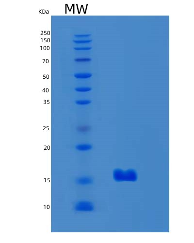 SDS-PAGE analysis of Mouse Lgals2 (Galectin-2) - Recombinant Protein, CAT# BLT-01704P, showing >85% purity under 15% SDS-PAGE (Reduced)Mouse Lgals2 (Galectin-2) - Recombinant Protein