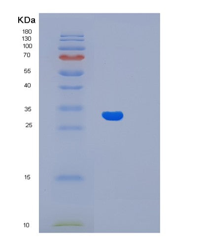 SDS-PAGE analysis of Human LIN7A (Protein Lin-7 Homolog A) - Recombinant Protein, CATHuman LIN7A (Protein Lin-7 Homolog A) - Recombinant Protein