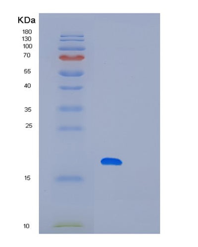 SDS-PAGE analysis of Human LITAF (Lipopolysaccharide-Induced Tumor Necrosis Factor-Alpha Factor) - Recombinant Protein, CAT# BLT-01729P, showing >95% purity under 15% SDS-PAGE (Reduced)Human LITAF (Lipopolysaccharide-Induced Tumor Necrosis Factor-Alpha Factor) - Recombinant Protein