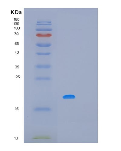 SDS-PAGE analysis of Human MAFF (Transcription Factor Maff) - Recombinant Protein, CAT# BLT-01767P, showing >95% purity under 15% SDS-PAGE (Reduced)Human MAFF (Transcription Factor Maff) - Recombinant Protein