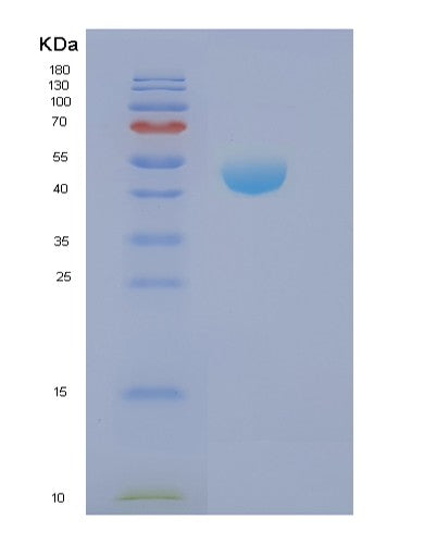 SDS-PAGE analysis of Human NCK2 (Cytoplasmic Protein Nck2) - Recombinant Protein, CATHuman NCK2 (Cytoplasmic Protein Nck2) - Recombinant Protein