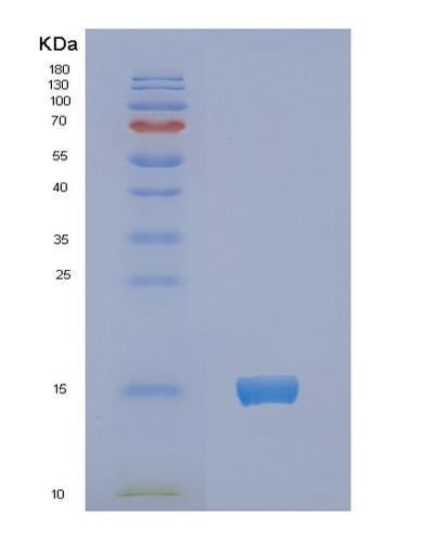 SDS-PAGE analysis of Human NCR3 - Recombinant Protein, CAT# BLT-01984P, showing >95% purity under 15% SDS-PAGE (Reduced)Human NCR3 - Recombinant Protein