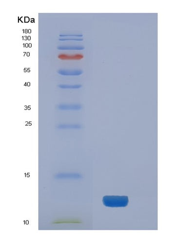 SDS-PAGE analysis of Human NEDD8 (Ubiquitin-Like Protein Nedd8) - Recombinant Protein, CAT# BLT-02009P, showing >85% purity under 15% SDS-PAGE (Reduced)Human NEDD8 (Ubiquitin-Like Protein Nedd8) - Recombinant Protein