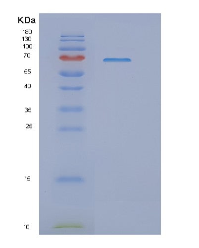 SDS-PAGE analysis of Human NFE2L2 (Nuclear Factor Erythroid 2-Related Factor 2) - Recombinant Protein, CATHuman NFE2L2 (Nuclear Factor Erythroid 2-Related Factor 2) - Recombinant Protein