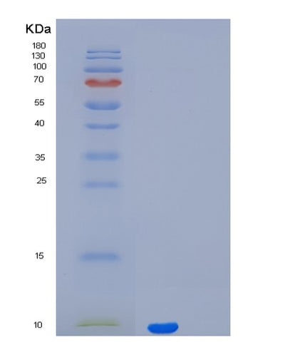 SDS-PAGE analysis of Human PTH (Parathyroid Hormone) - Recombinant Protein, CAT# BLT-02154P, showing >95% purity under 15% SDS-PAGE (Reduced)Human PTH (Parathyroid Hormone) - Recombinant Protein