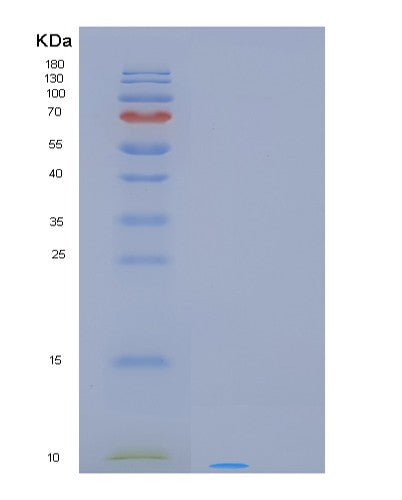 SDS-PAGE analysis of Human PCP4L1 (Purkinje Cell Protein 4-Like Protein 1) - Recombinant Protein, CATHuman PCP4L1 (Purkinje Cell Protein 4-Like Protein 1) - Recombinant Protein