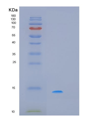 SDS-PAGE analysis of Human PDCD5 (Programmed Cell Death Protein 5) - Recombinant Protein, CAT# BLT-02182P, showing >90% purity under 15% SDS-PAGE (Reduced)Human PDCD5 (Programmed Cell Death Protein 5) - Recombinant Protein