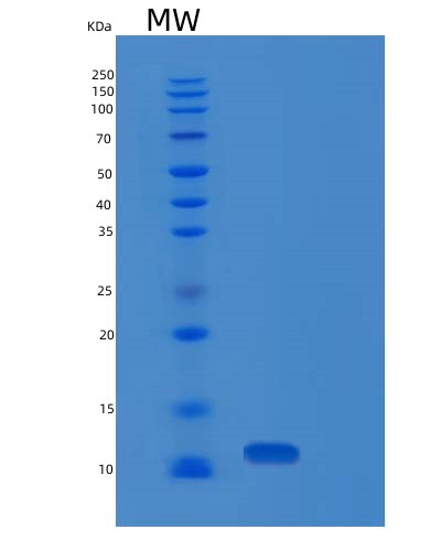 SDS-PAGE analysis of Human PDE6H (Retinal Cone Rhodopsin-Sensitive Cgmp 3',5'-Cyclic Phosphodiesterase Subunit Gamma) - Recombinant Protein, CAT# BLT-02207P, showing >85% purity under 15% SDS-PAGE (Reduced)Human PDE6H (Retinal Cone Rhodopsin-Sensitive Cgmp 3',5'-Cyclic Phosphodiesterase Subunit Gamma) - Recombinant Protein