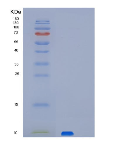 SDS-PAGE analysis of Human PET117 (Protein Pet117 Homolog, Mitochondrial) - Recombinant Protein, CAT# BLT-02217P, showing >95% purity under 15% SDS-PAGE (Reduced)Human PET117 (Protein Pet117 Homolog, Mitochondrial) - Recombinant Protein