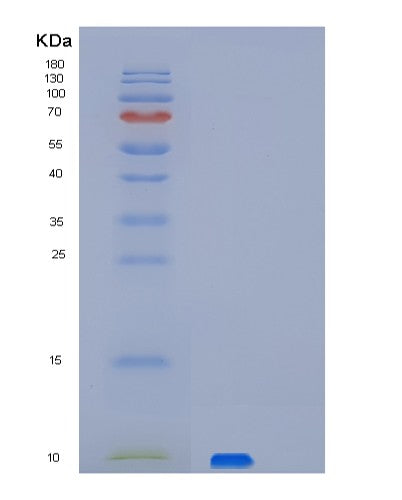 SDS-PAGE analysis of Human PET117 (Protein Pet117 Homolog, Mitochondrial) - Recombinant Protein, CATHuman PET117 (Protein Pet117 Homolog, Mitochondrial) - Recombinant Protein