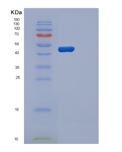 SDS-PAGE analysis of Human PGK2 (Phosphoglycerate Kinase 2) - Recombinant Protein, CATHuman PGK2 (Phosphoglycerate Kinase 2) - Recombinant Protein