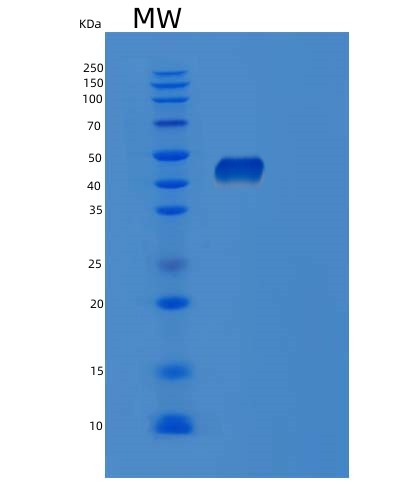 SDS-PAGE analysis of Human POFUT1 (Gdp-Fucose Protein O-Fucosyltransferase 1) - Recombinant Protein, CAT# BLT-02308P, showing >90% purity under 15% SDS-PAGE (Reduced)Human POFUT1 (Gdp-Fucose Protein O-Fucosyltransferase 1) - Recombinant Protein