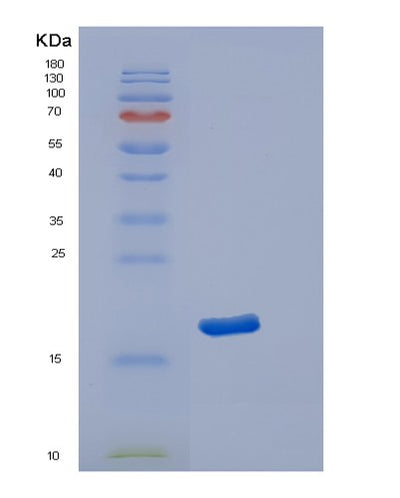 SDS-PAGE analysis of Human POLR2D (Dna-Directed Rna Polymerase Ii Subunit Rpb4) - Recombinant Protein, CAT# BLT-02316P, showing >95% purity under 15% SDS-PAGE (Reduced)Human POLR2D (Dna-Directed Rna Polymerase Ii Subunit Rpb4) - Recombinant Protein