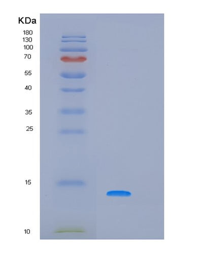 SDS-PAGE analysis of Human PRH1 - Recombinant Protein, CAT# BLT-02370P, showing >85% purity under 15% SDS-PAGE (Reduced)Human PRH1 - Recombinant Protein