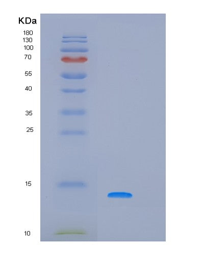 SDS-PAGE analysis of Human PRH1 - Recombinant Protein, CATHuman PRH1 - Recombinant Protein