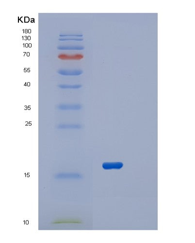 SDS-PAGE analysis of Human RPL22 (Large Ribosomal Subunit Protein El22) - Recombinant Protein, CATHuman RPL22 (Large Ribosomal Subunit Protein El22) - Recombinant Protein