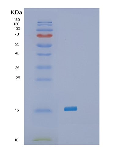 SDS-PAGE analysis of Human SELENOH (Selenoprotein H) - Recombinant Protein, CATHuman SELENOH (Selenoprotein H) - Recombinant Protein