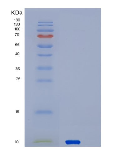 SDS-PAGE analysis of Human SERF2 (Small Edrk-Rich Factor 2) - Recombinant Protein, CAT# BLT-02737P, showing >95% purity under 15% SDS-PAGE (Reduced)Human SERF2 (Small Edrk-Rich Factor 2) - Recombinant Protein