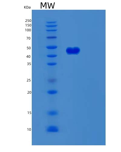 SDS-PAGE analysis of Human SERPINB8 (Serpin B8) - Recombinant Protein, CAT# BLT-02744P, showing >90% purity under 15% SDS-PAGE (Reduced)Human SERPINB8 (Serpin B8) - Recombinant Protein