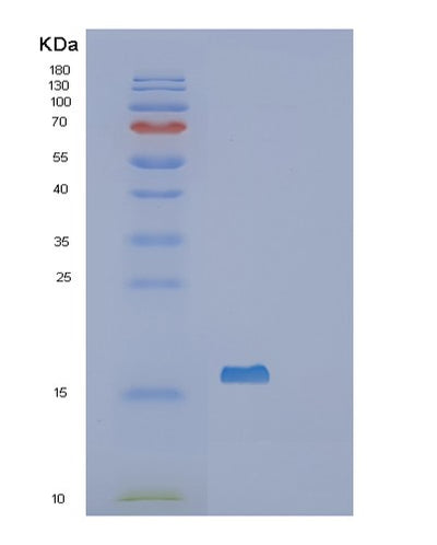 SDS-PAGE analysis of Human SF3B6 (Splicing Factor 3B Subunit 6) - Recombinant Protein, CAT# BLT-02755P, showing >95% purity under 15% SDS-PAGE (Reduced)Human SF3B6 (Splicing Factor 3B Subunit 6) - Recombinant Protein
