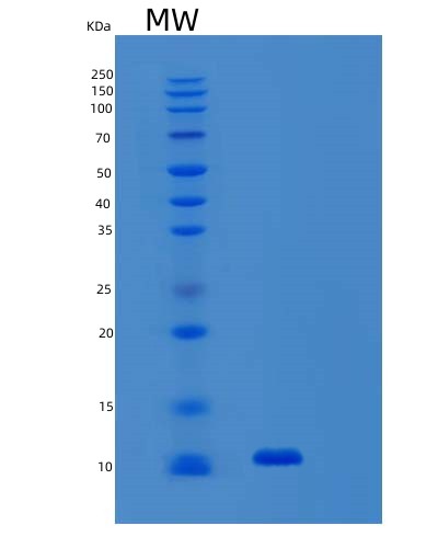 SDS-PAGE analysis of Human SNRPE (Small Nuclear Ribonucleoprotein E) - Recombinant Protein, CAT# BLT-02830P, showing >90% purity under 15% SDS-PAGE (Reduced)Human SNRPE (Small Nuclear Ribonucleoprotein E) - Recombinant Protein