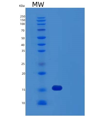 SDS-PAGE analysis of Human FIS1 (Mitochondrial Fission 1 Protein) - Recombinant Protein, CAT# BLT-03156P, showing >95% purity under 15% SDS-PAGE (Reduced)Human FIS1 (Mitochondrial Fission 1 Protein) - Recombinant Protein