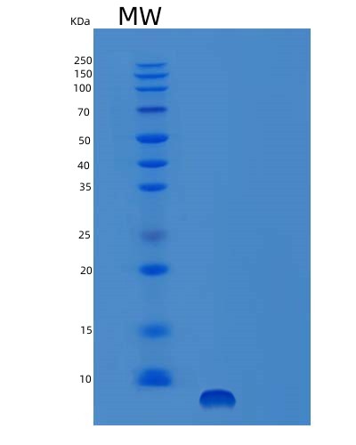 SDS-PAGE analysis of Mouse Egf (Pro-Epidermal Growth Factor) - Recombinant Protein, CAT# BLT-03377P, showing >95% purity under 15% SDS-PAGE (Reduced)Mouse Egf (Pro-Epidermal Growth Factor) - Recombinant Protein