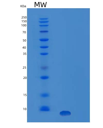 SDS-PAGE analysis of Human IGF1 (Insulin-Like Growth Factor 1) - Recombinant Protein, CAT# BLT-03415P, showing >95% purity under 15% SDS-PAGE (Reduced)Human IGF1 (Insulin-Like Growth Factor 1) - Recombinant Protein