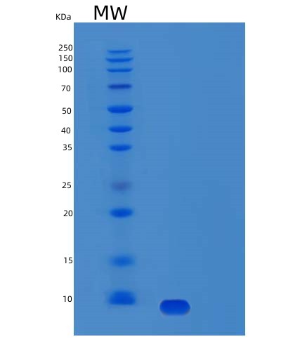 SDS-PAGE analysis of Human NRG1 (Pro-Neuregulin-1, Membrane-Bound Isoform) - Recombinant Protein, CAT# BLT-03495P, showing >85% purity under 15% SDS-PAGE (Reduced)Human NRG1 (Pro-Neuregulin-1, Membrane-Bound Isoform) - Recombinant Protein