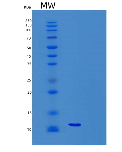 SDS-PAGE analysis of Mouse Ngf (Beta-Nerve Growth Factor) - Recombinant Protein, CAT# BLT-03516P, showing >85% purity under 15% SDS-PAGE (Reduced)Mouse Ngf (Beta-Nerve Growth Factor) - Recombinant Protein